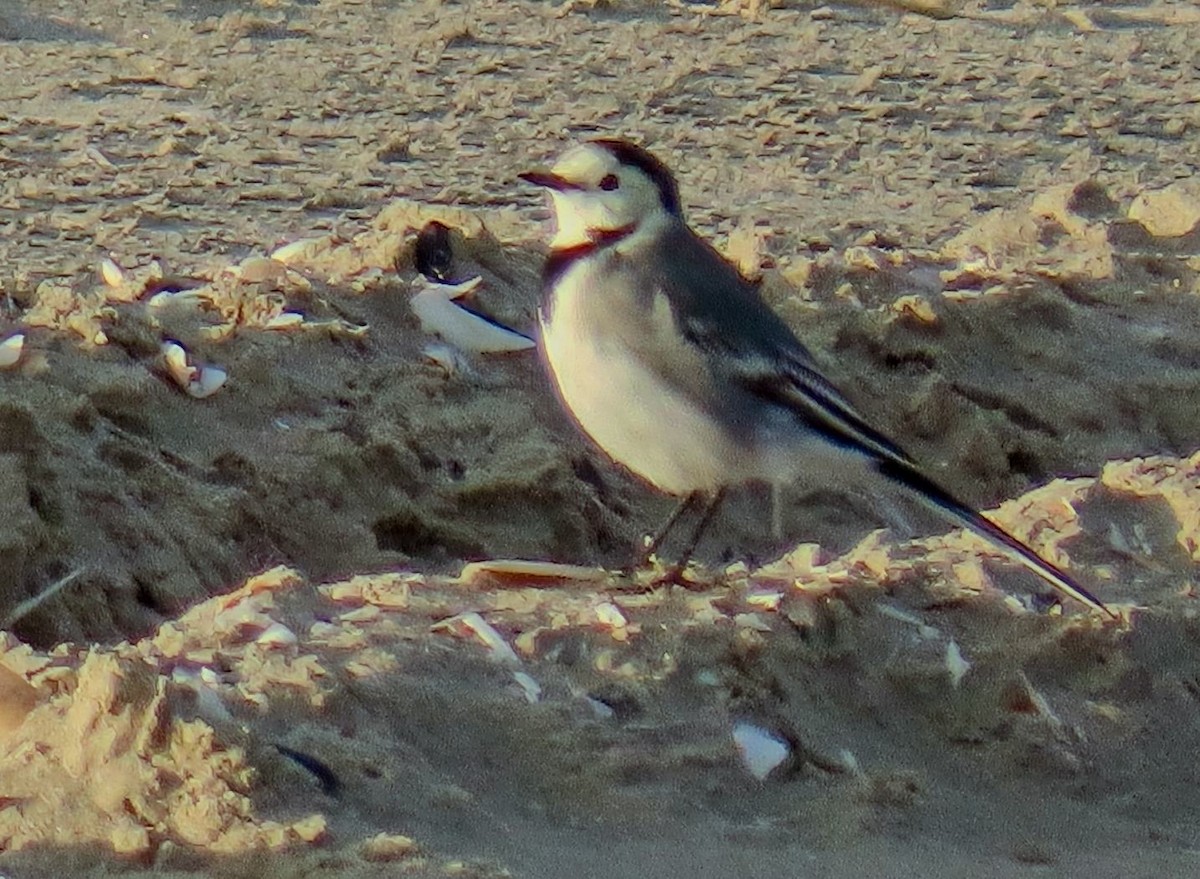 Хөх цэгцгий - ML643241061