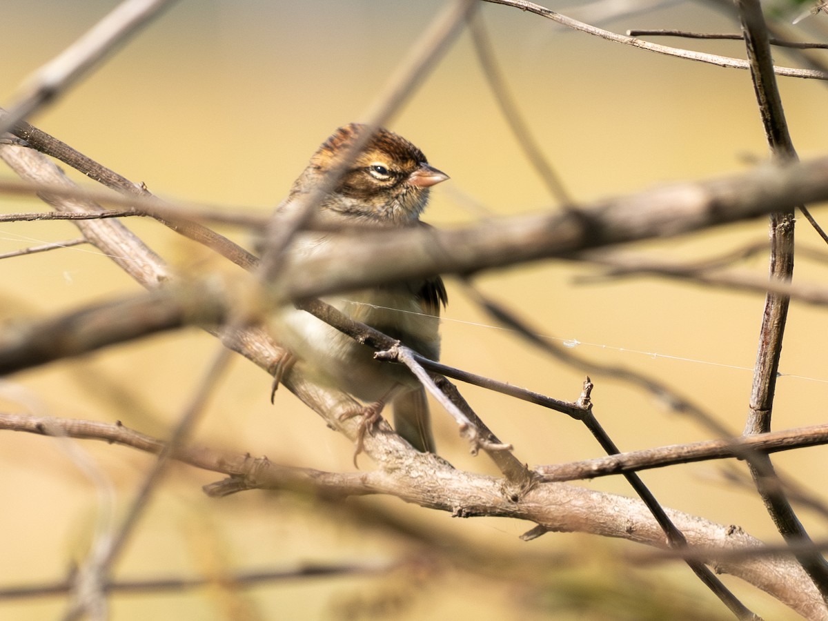 Chipping Sparrow - ML643241068