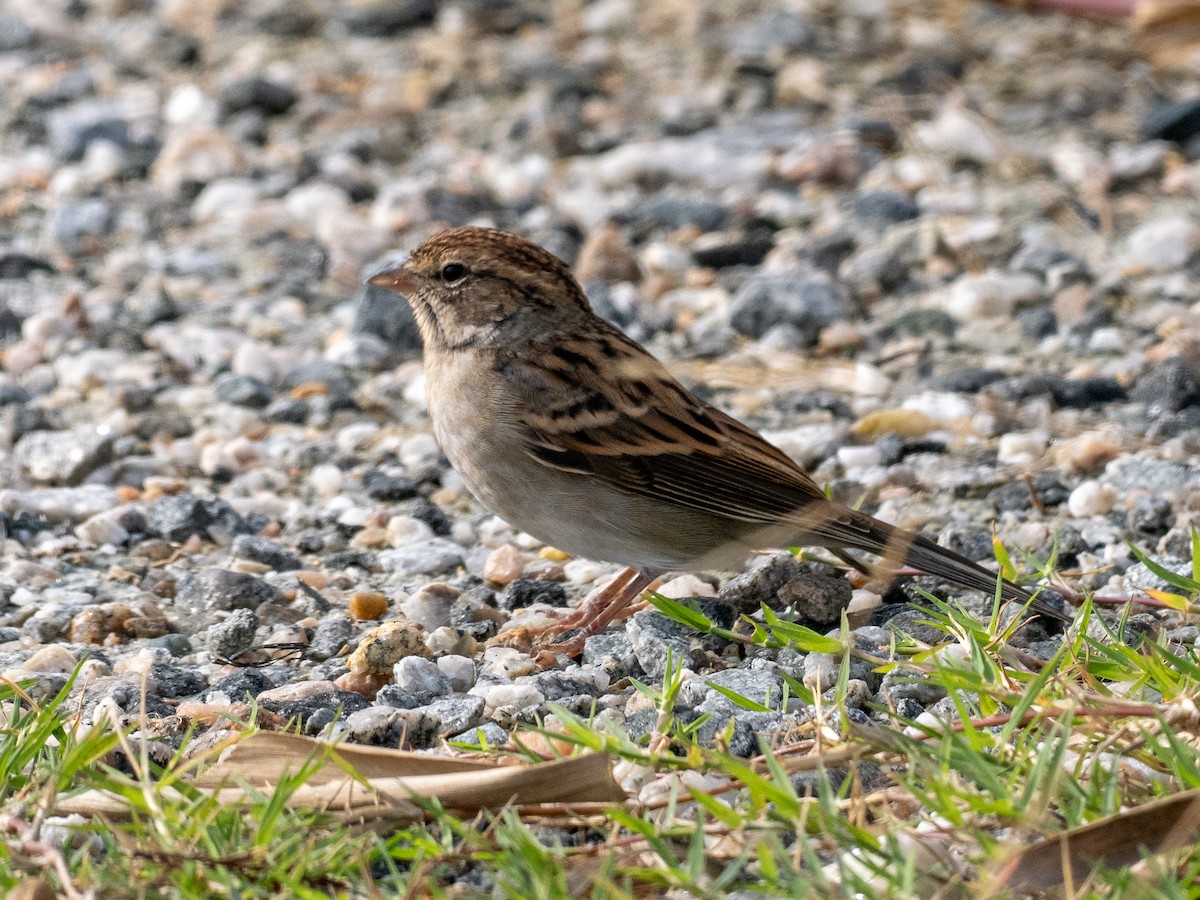 Chipping Sparrow - ML643241069