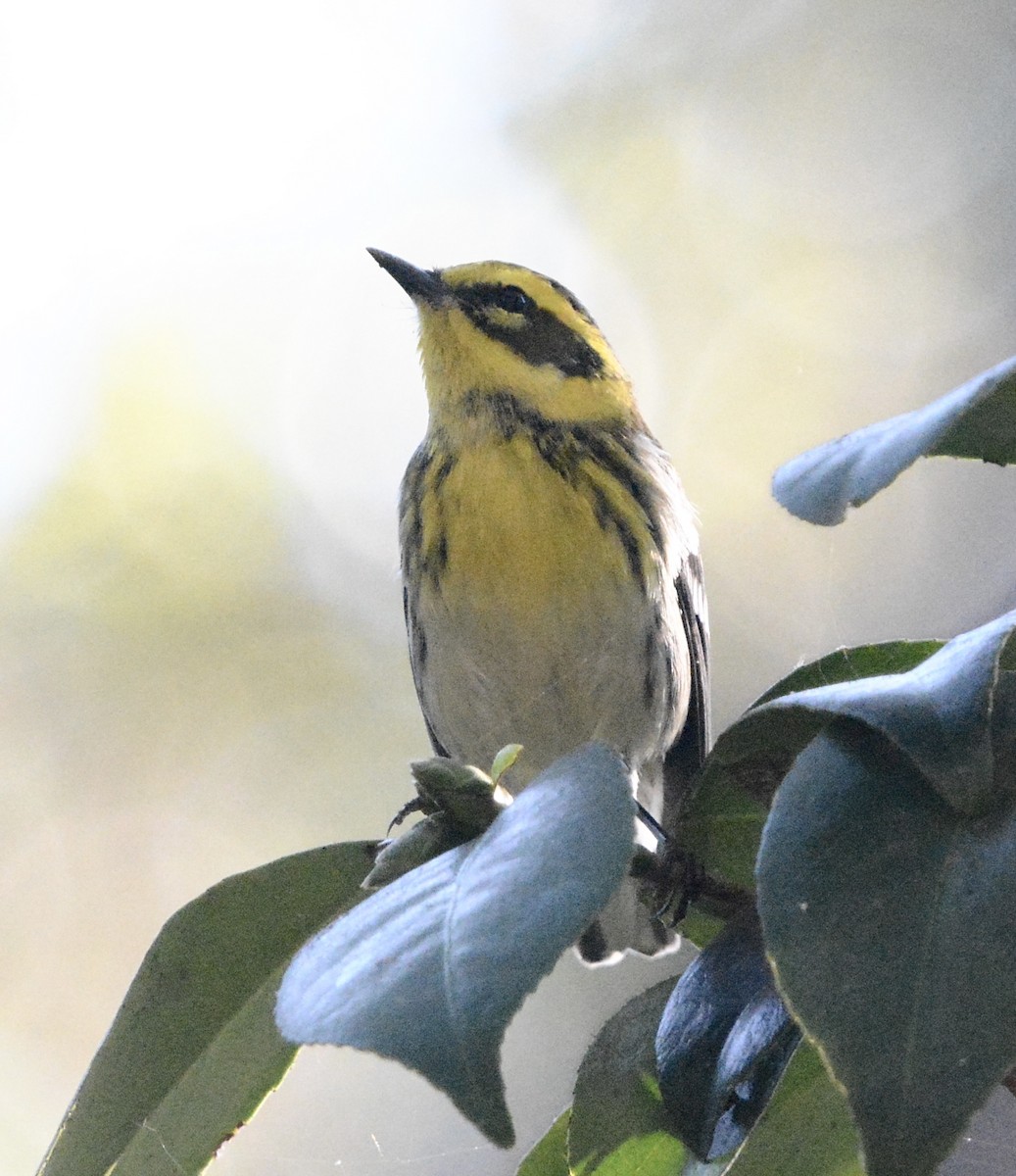 Townsend's Warbler - ML643241072