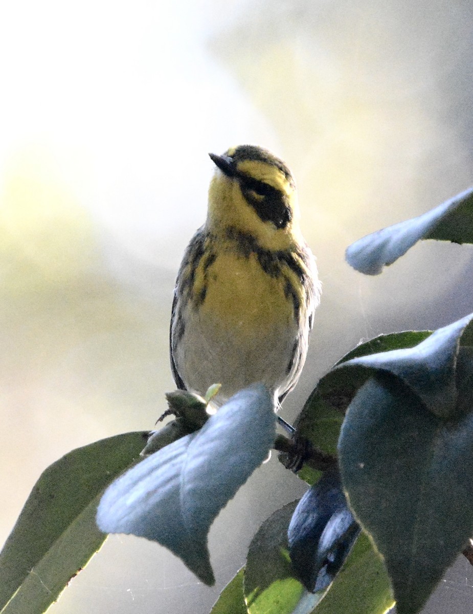 Townsend's Warbler - ML643241074