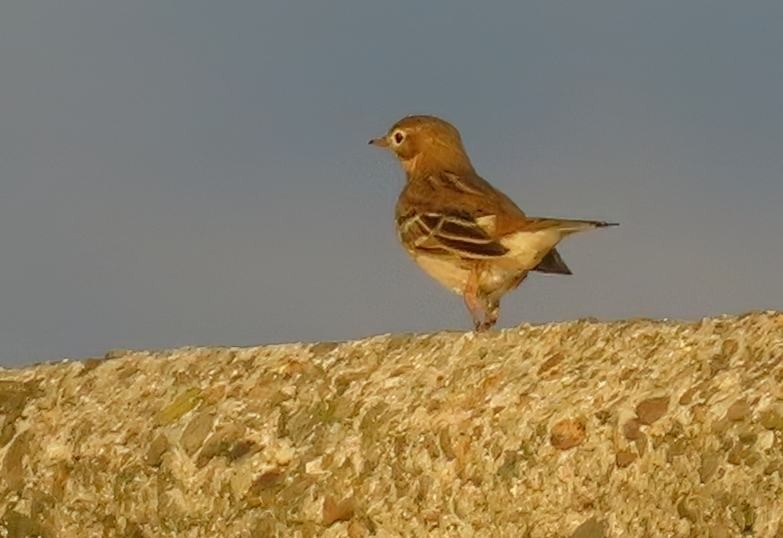 Нугын шийхнүүхэй - ML643241084