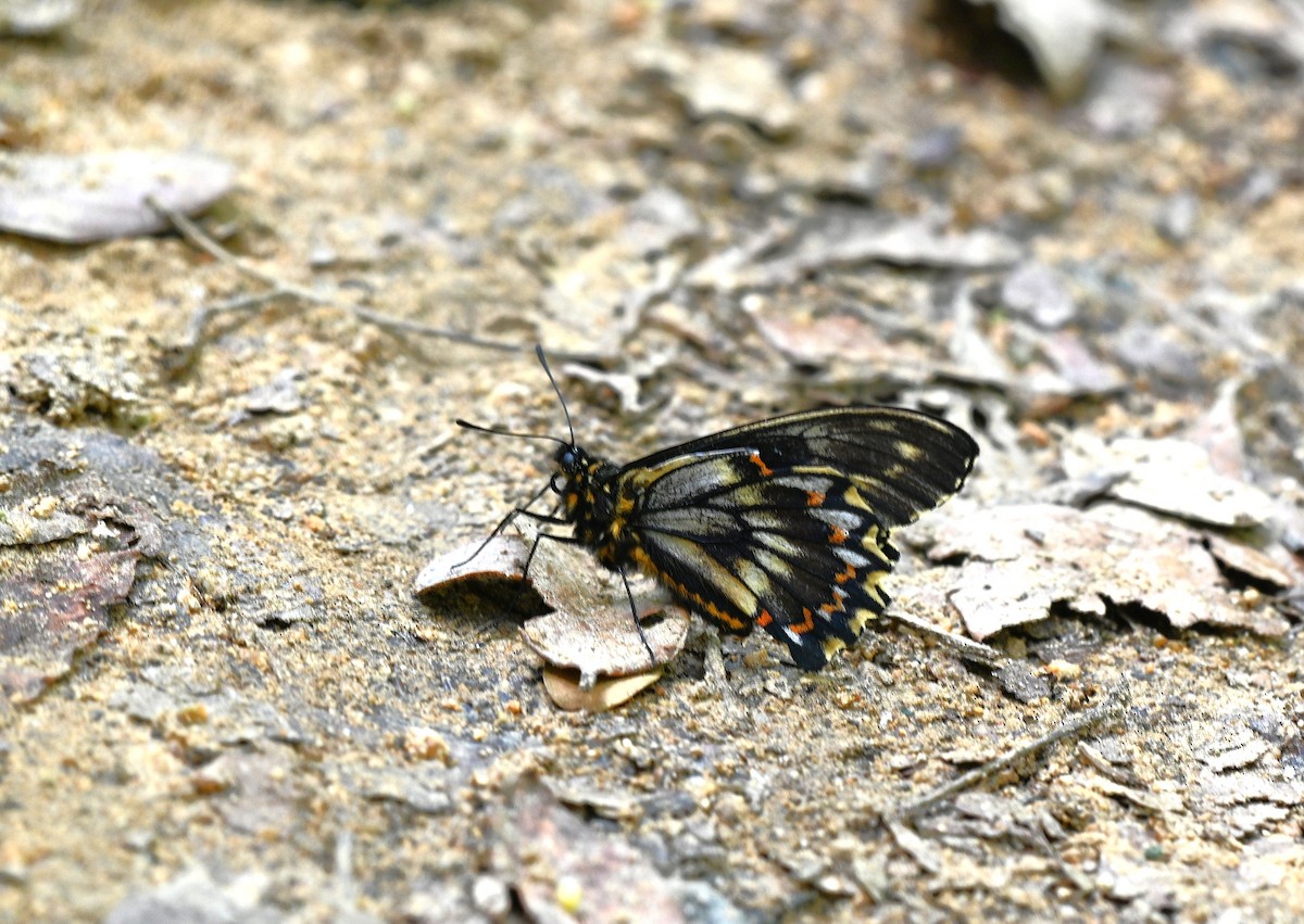 Chilean Swallowtail - ML643241086