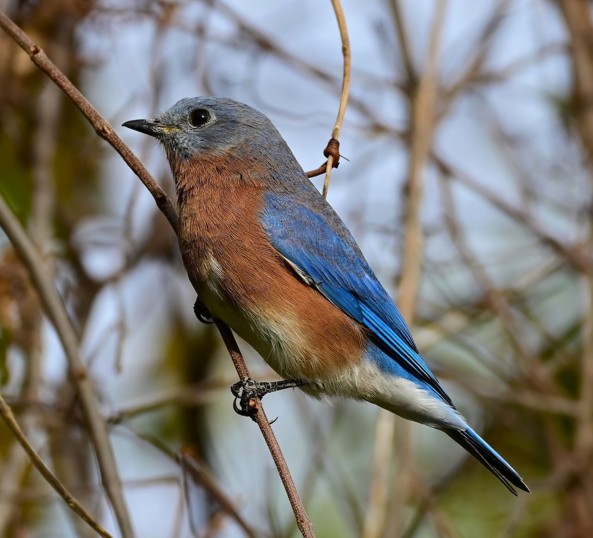 Eastern Bluebird - ML643241094