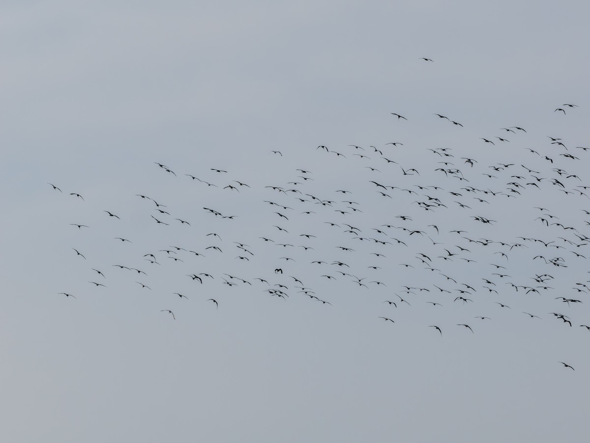 White Ibis - ML643241105