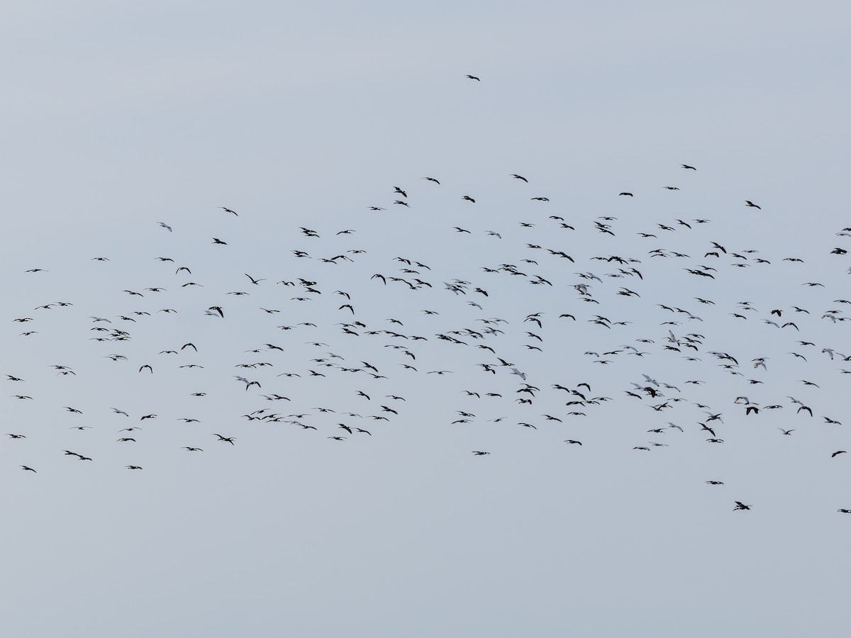 White Ibis - ML643241106