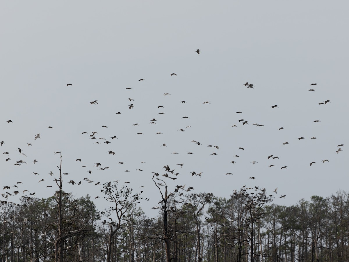 White Ibis - ML643241107