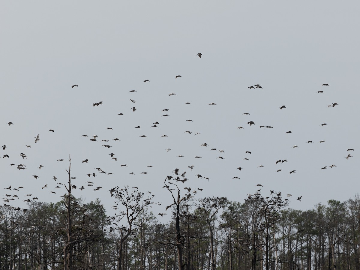 White Ibis - ML643241108