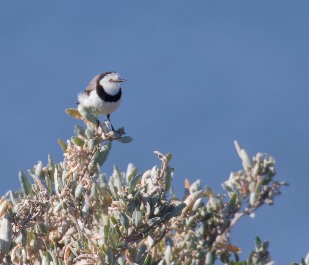 White-fronted Chat - ML643241130