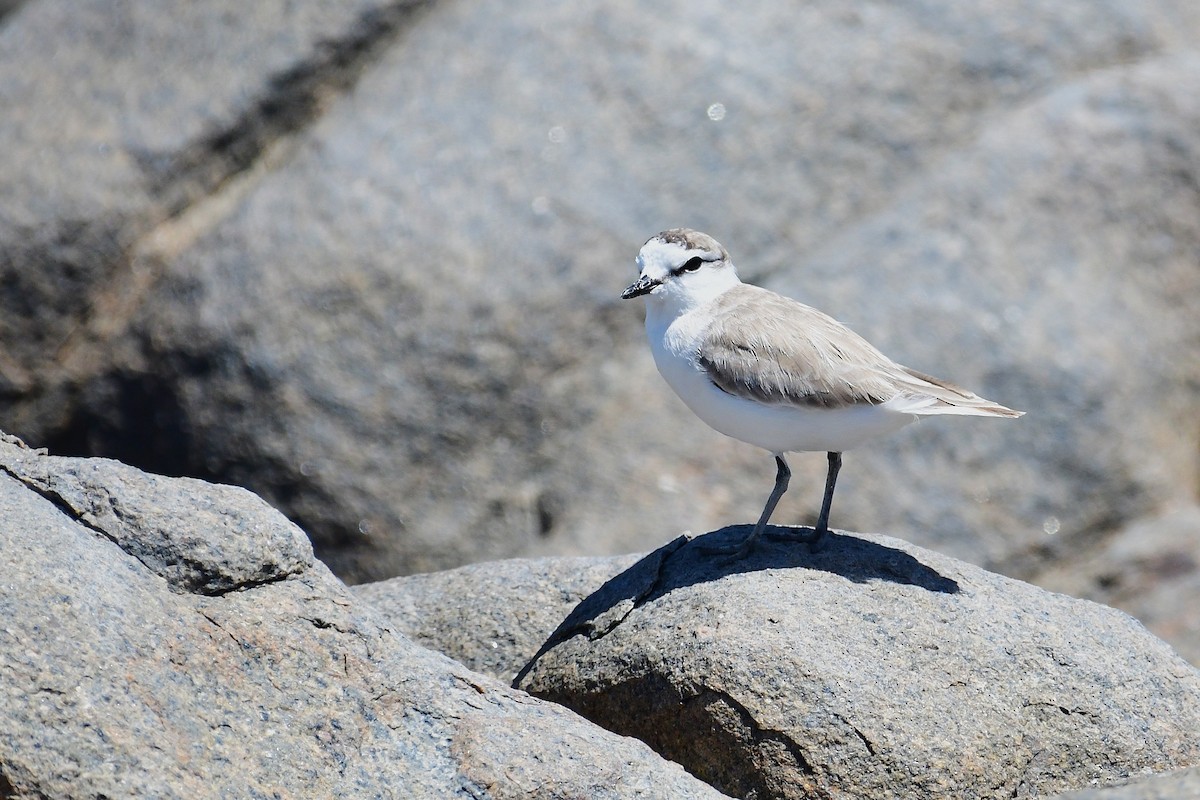 White-fronted Plover - ML643241135
