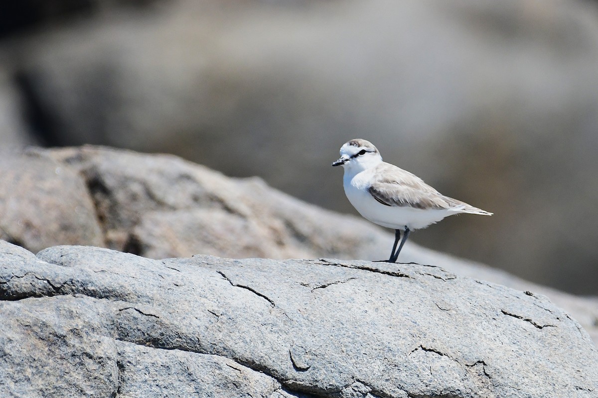 White-fronted Plover - ML643241136