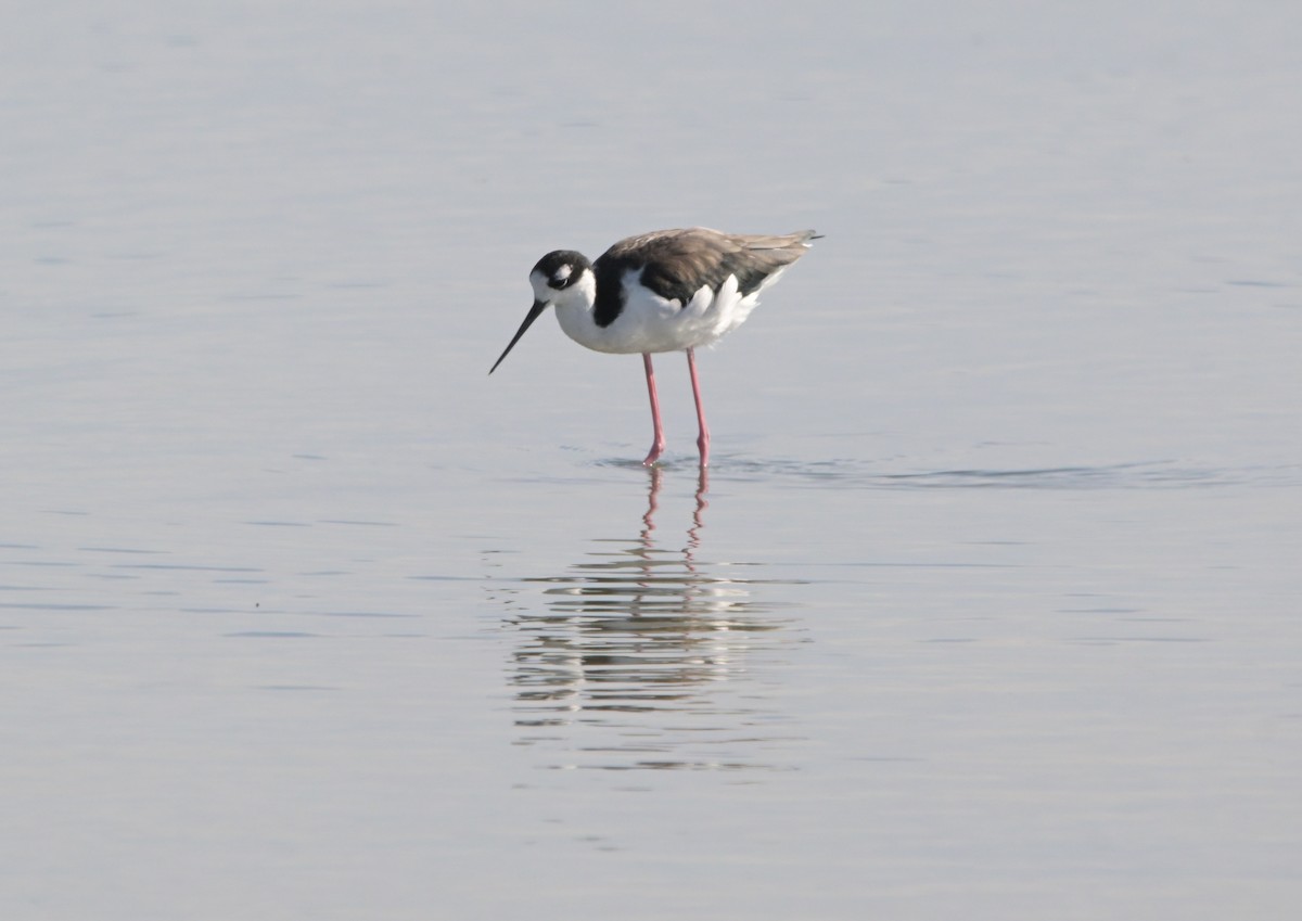 Black-necked Stilt - ML643241158
