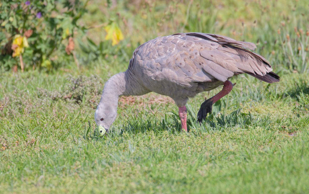 Cape Barren Goose - ML643241186