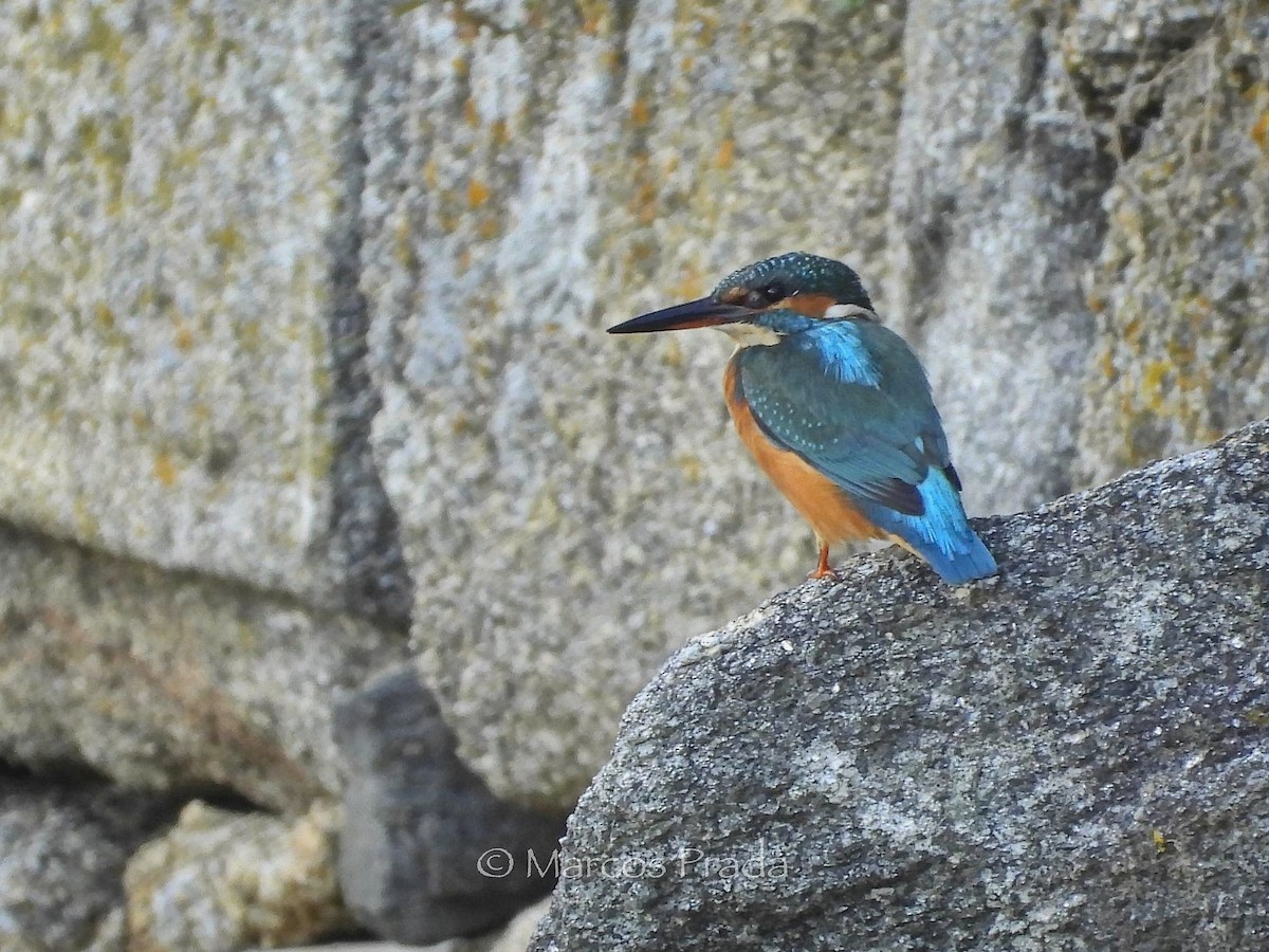 翠鳥 - ML643241187
