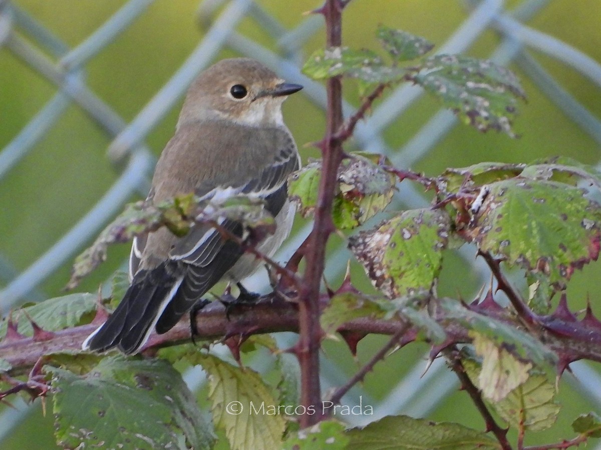European Pied Flycatcher - ML643241195