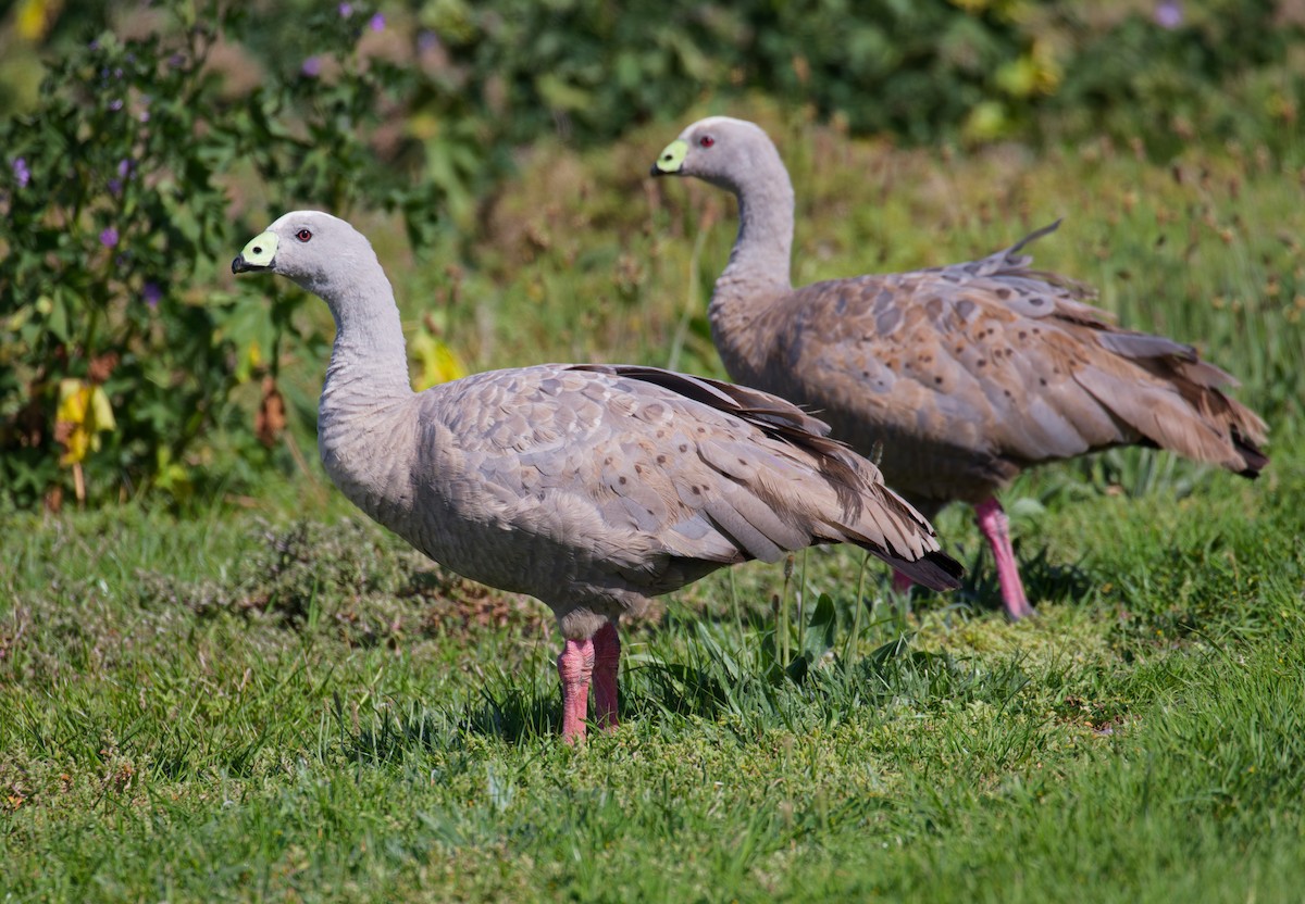 Cape Barren Goose - ML643241197