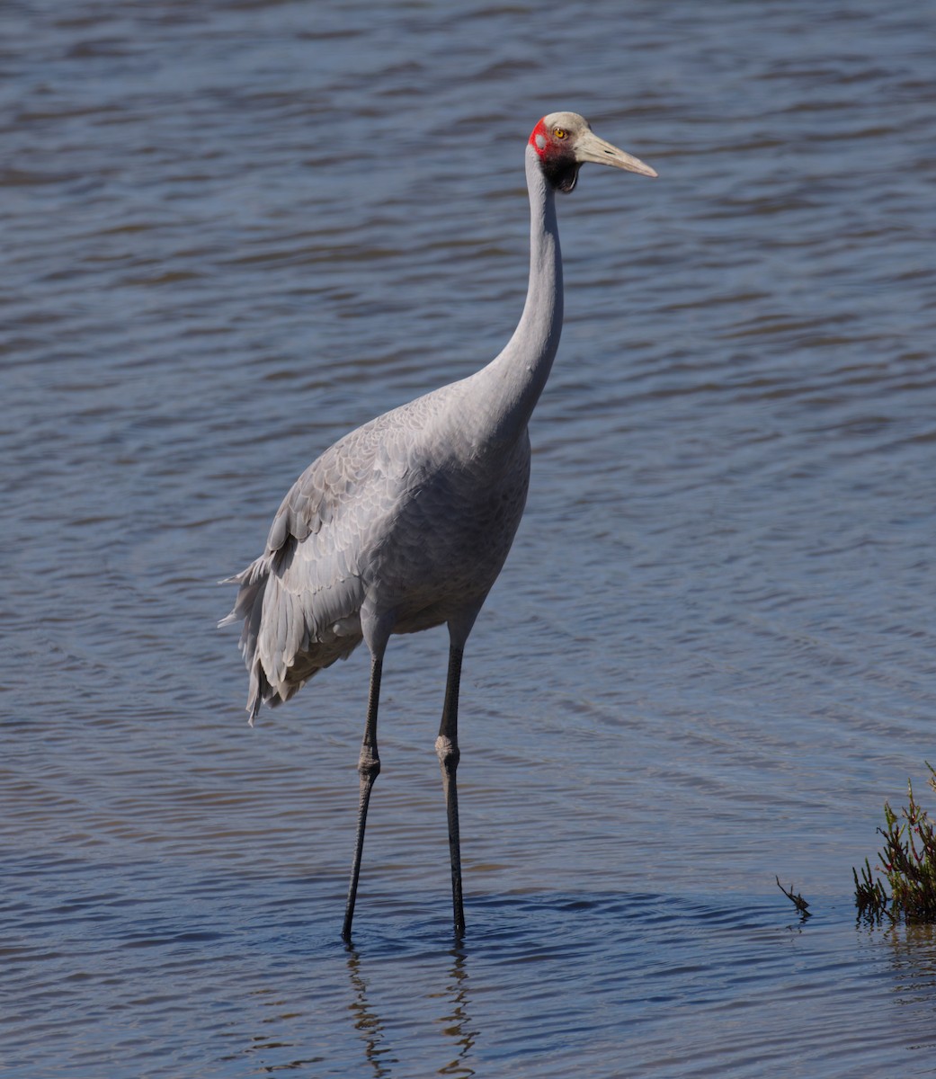 Brolga - ML643241203