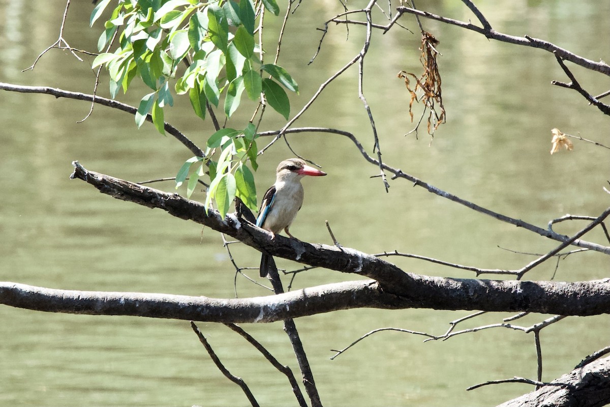 Brown-hooded Kingfisher - ML643241215