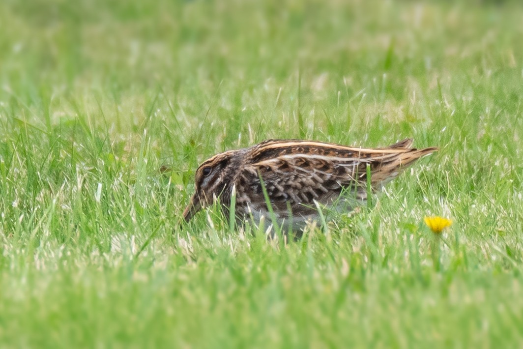 Jack Snipe - ML643241228