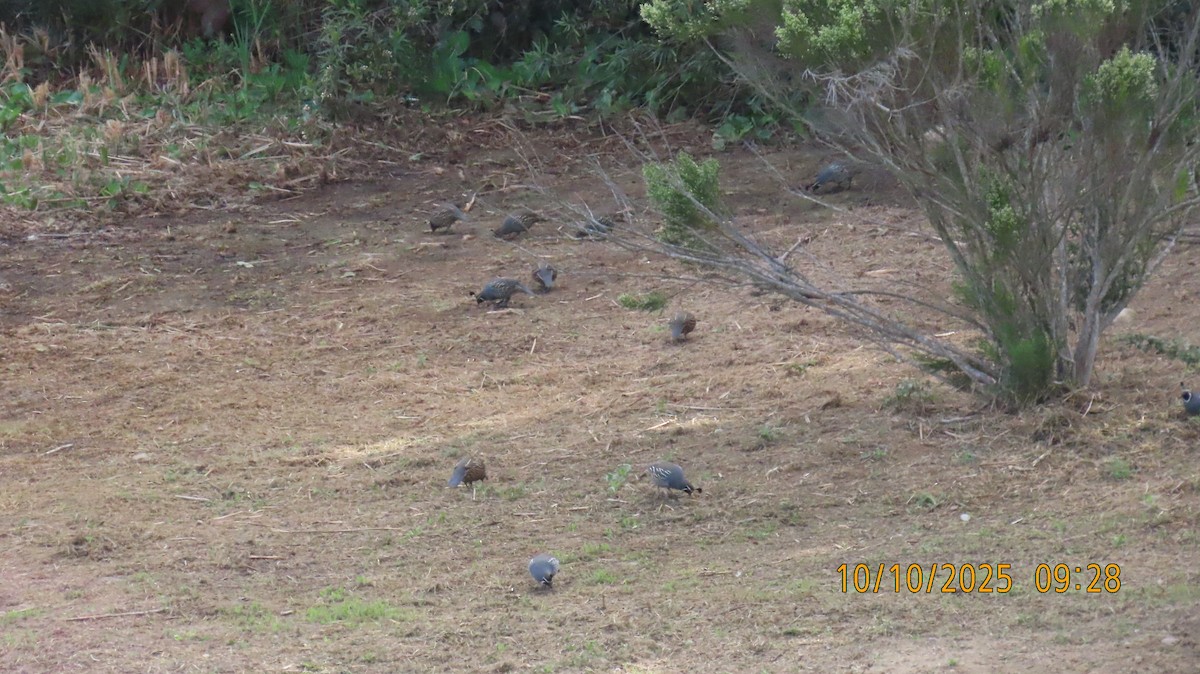 California Quail - ML643241231