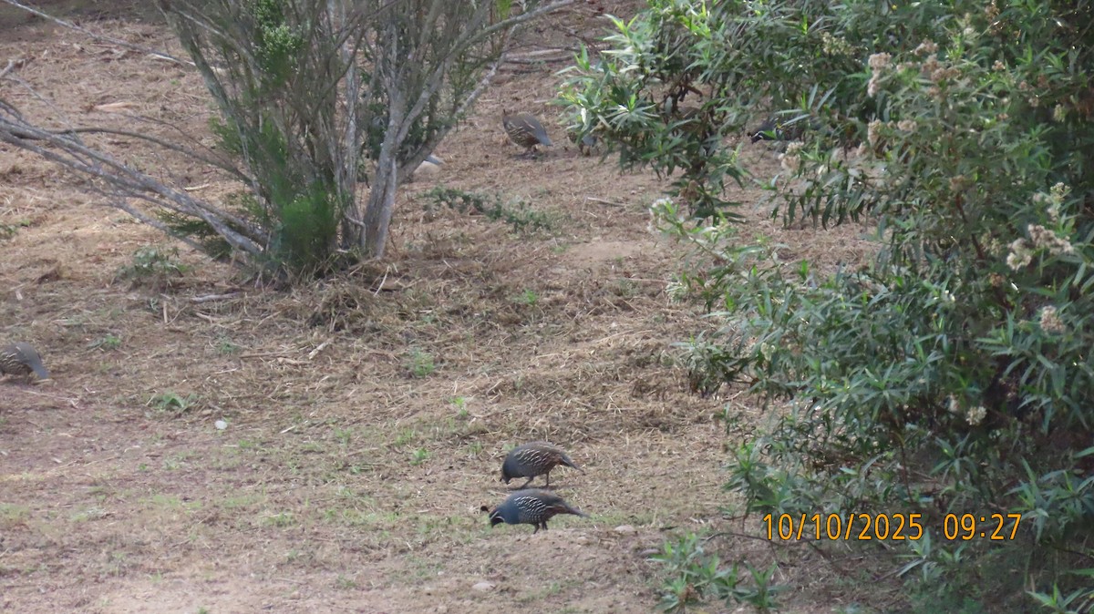 California Quail - ML643241232