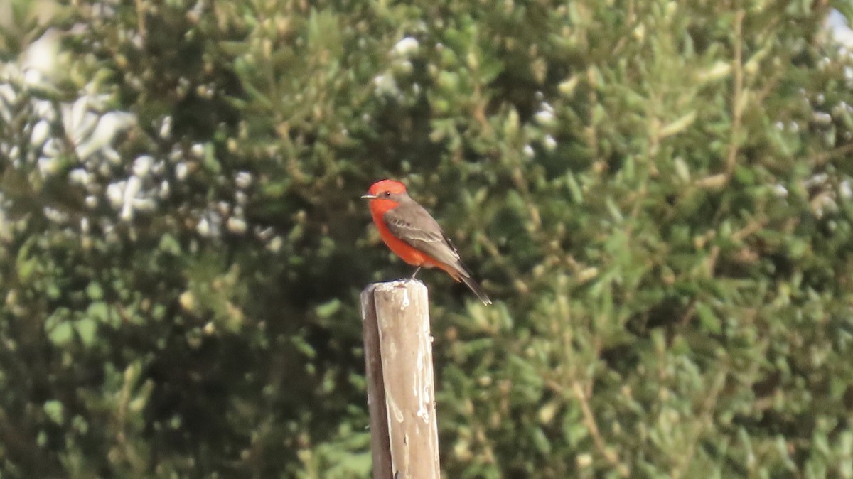Vermilion Flycatcher - ML643241247