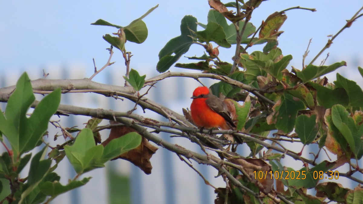 Vermilion Flycatcher - ML643241248