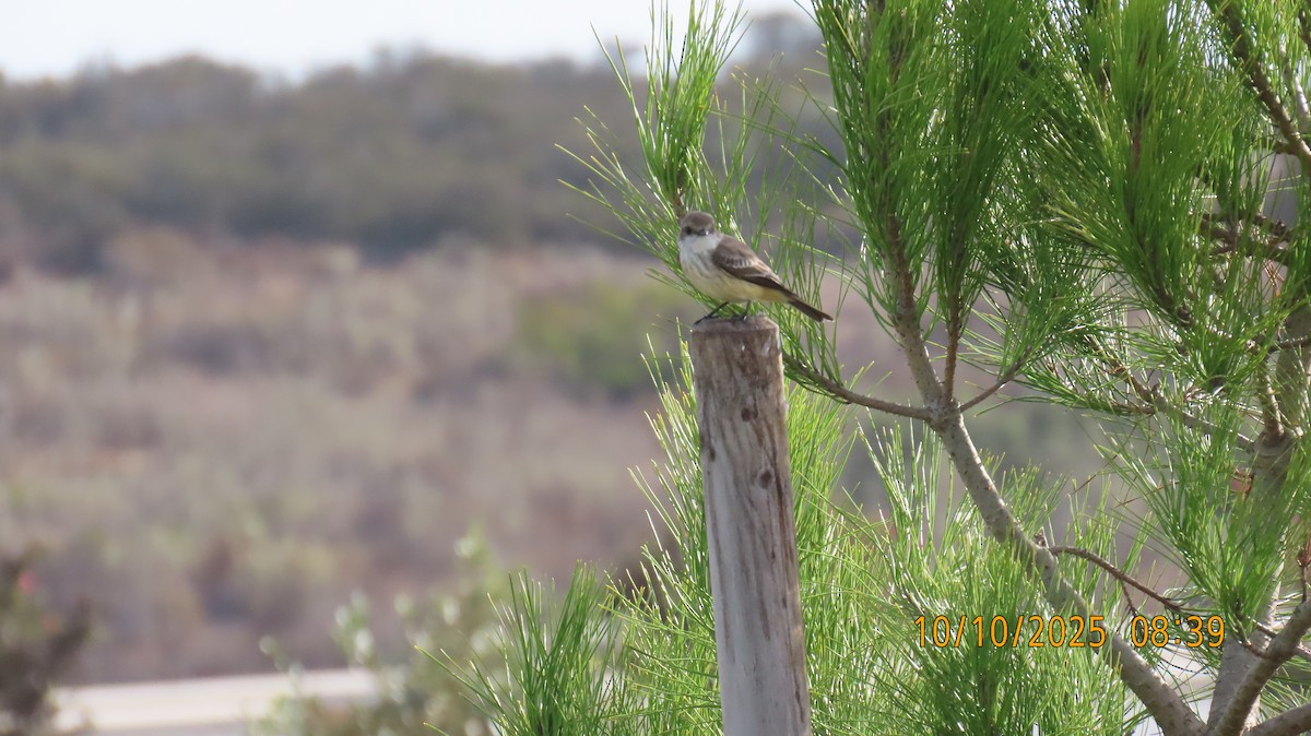 Vermilion Flycatcher - ML643241249
