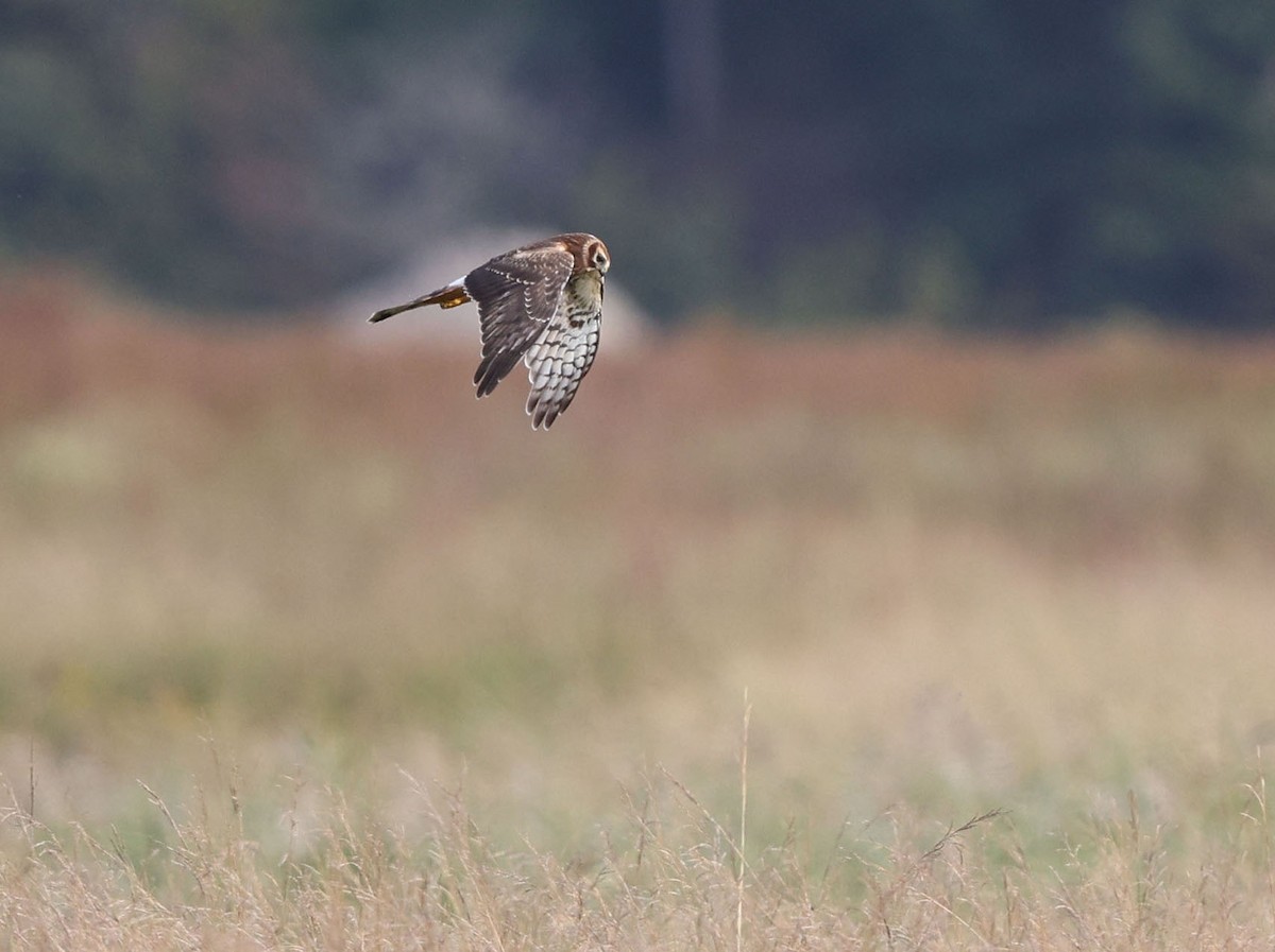 Northern Harrier - ML643241261