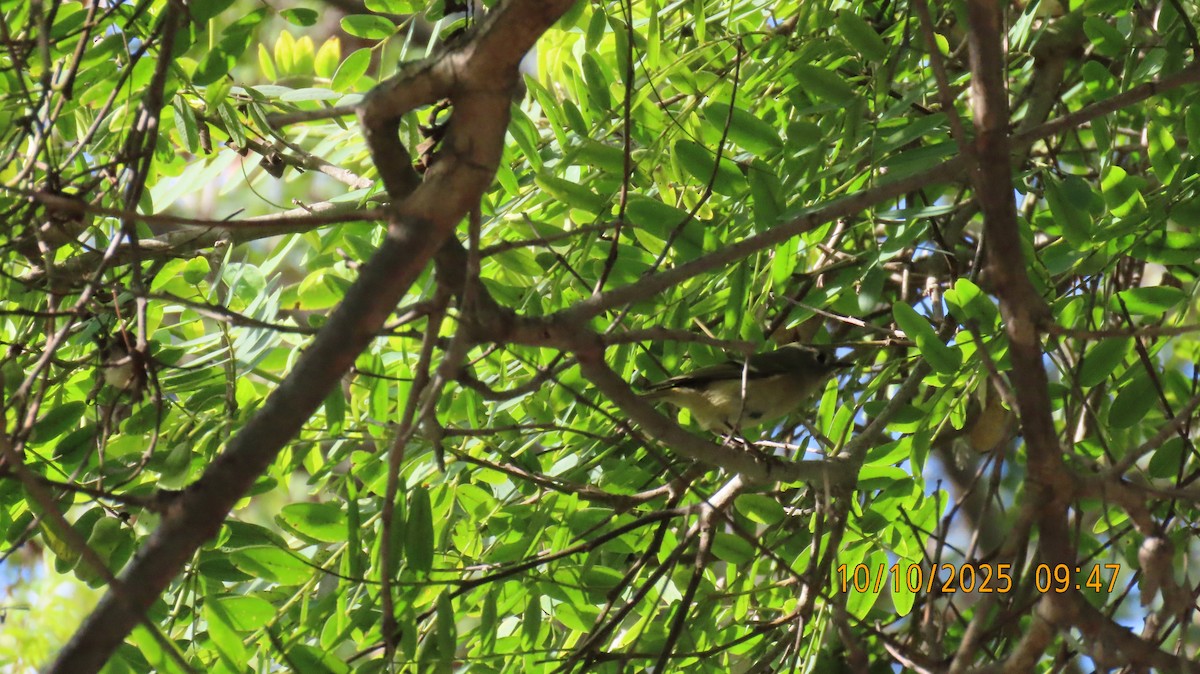 Ruby-crowned Kinglet - ML643241263