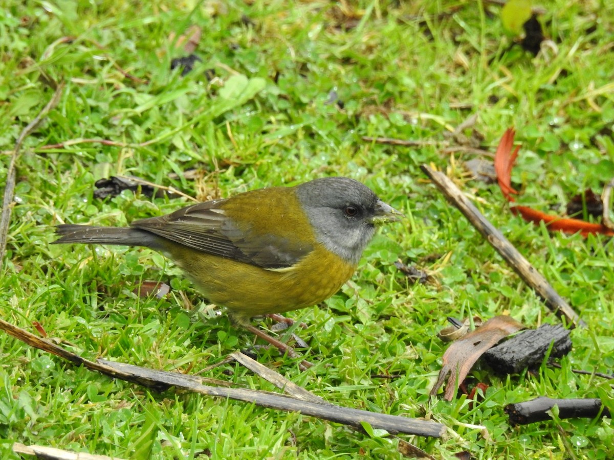 Patagonian Sierra Finch - ML643241264