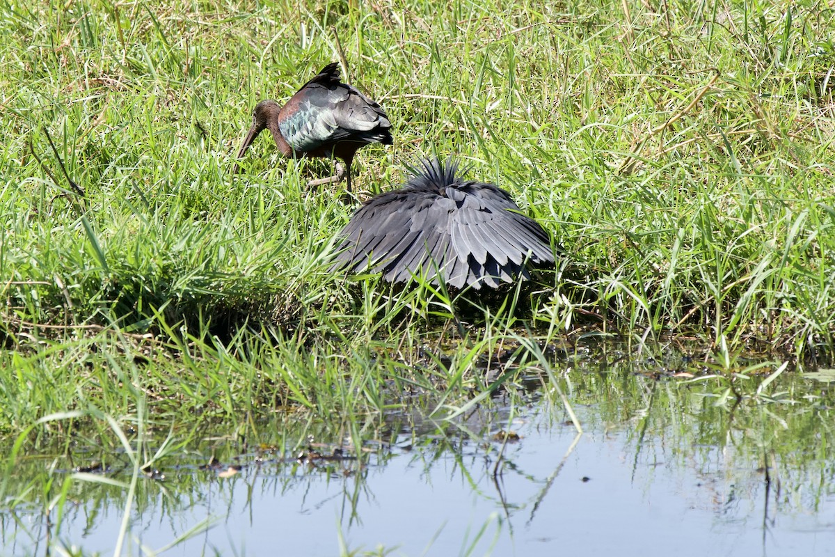 Black Heron - ML643241283