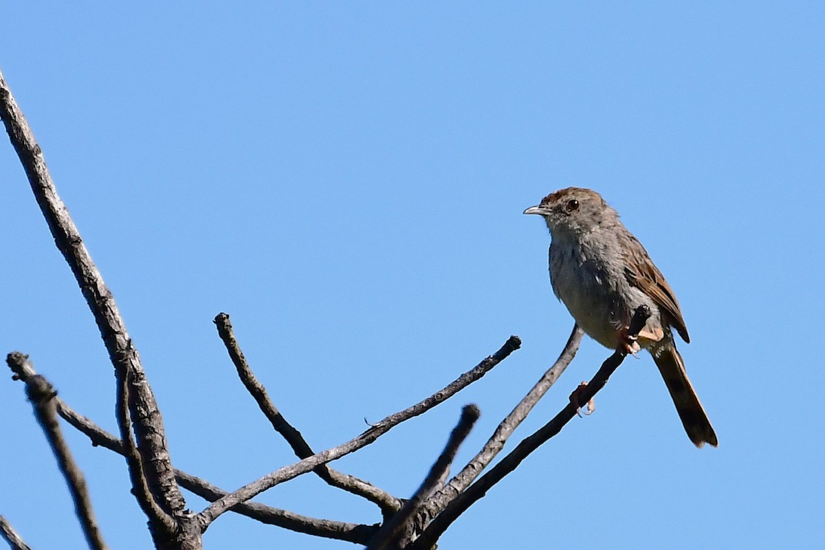 Gray-backed Cisticola - ML643241312