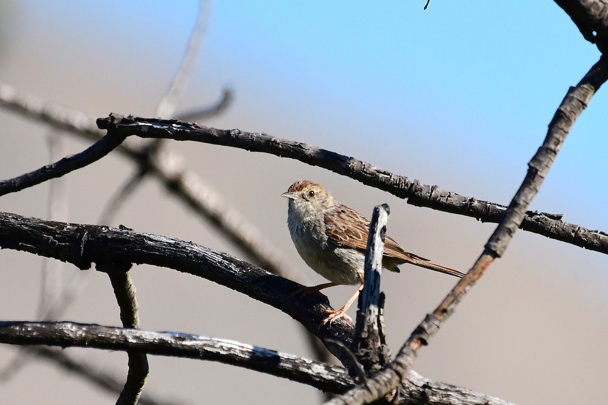 Gray-backed Cisticola - ML643241313