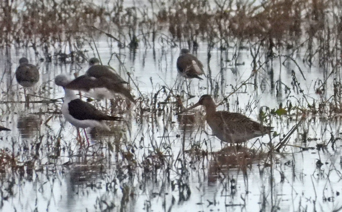 Black-tailed Godwit (Icelandic) - ML643241321