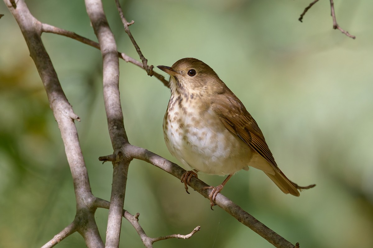 Hermit Thrush - ML643241351