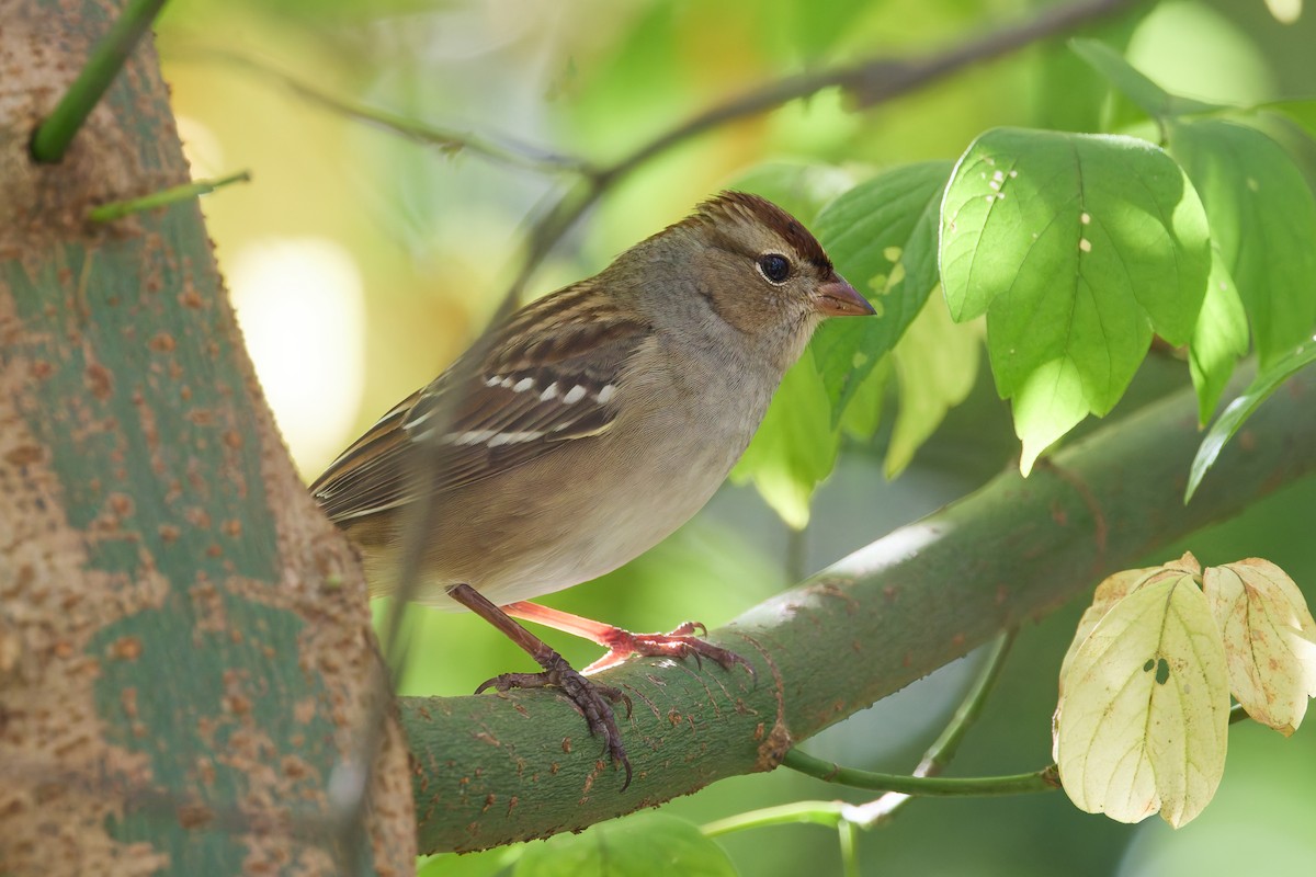 White-crowned Sparrow - ML643241359