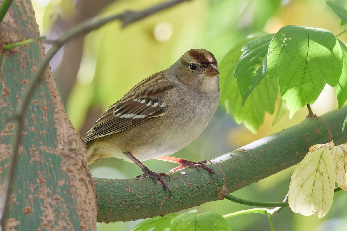White-crowned Sparrow - ML643241367