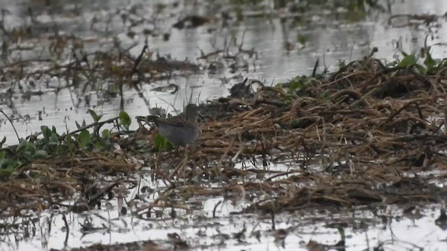 Pectoral Sandpiper - ML643241370