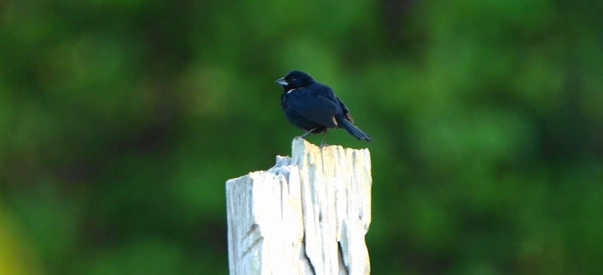 Blue-black Grassquit - ML643241385
