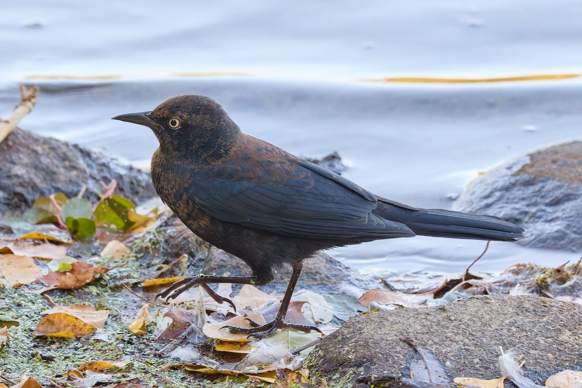Rusty Blackbird - ML643241387