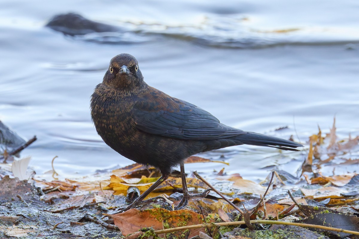 Rusty Blackbird - ML643241392