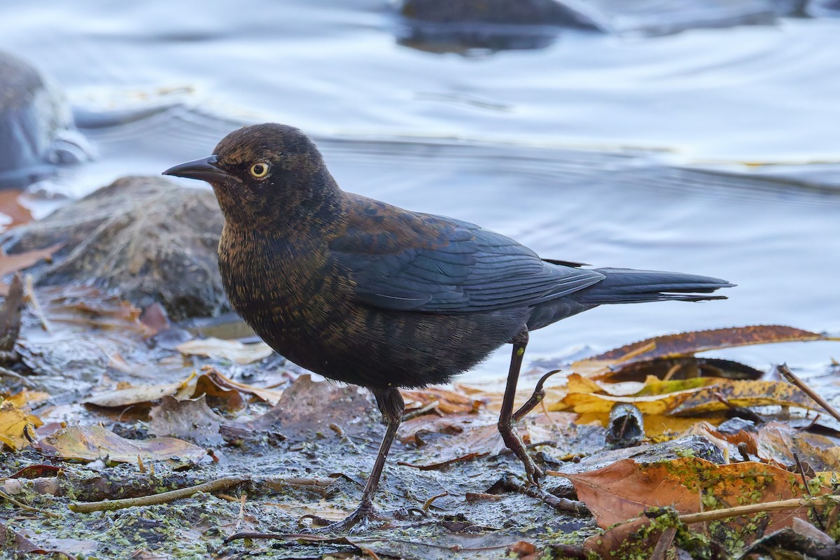 Rusty Blackbird - ML643241396