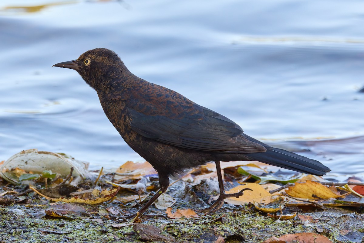 Rusty Blackbird - ML643241401
