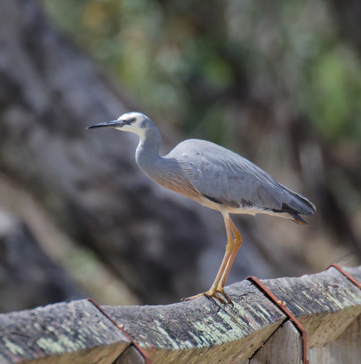White-faced Heron - ML643241403