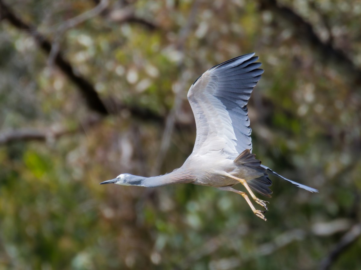 White-faced Heron - ML643241404