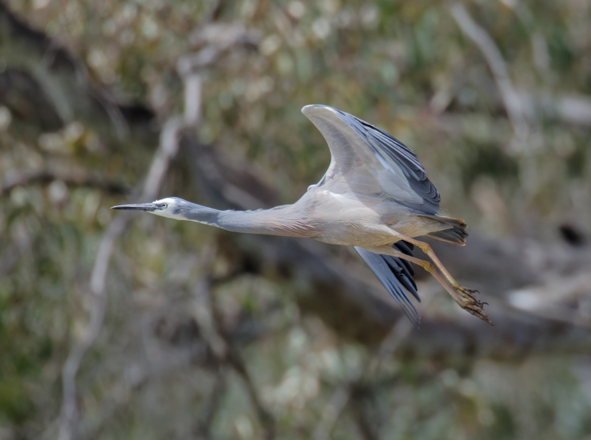White-faced Heron - ML643241405