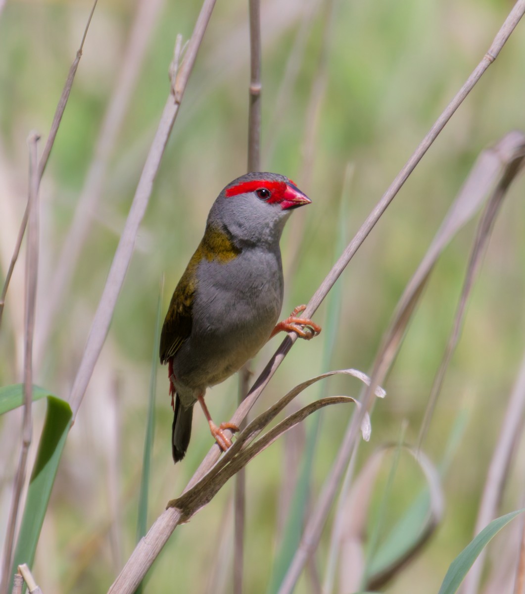 Red-browed Firetail - ML643241413
