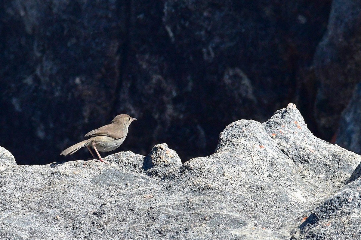 Piping Cisticola - ML643241418