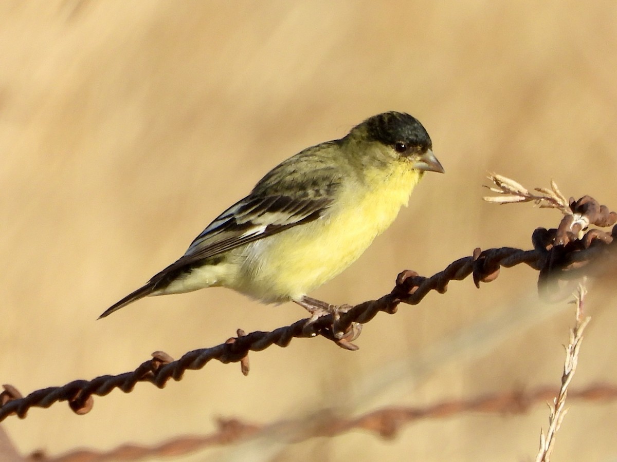 Lesser Goldfinch - ML643241420